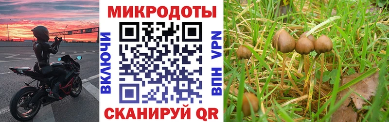 цены   Истра  Псилоцибиновые грибы Cubensis 