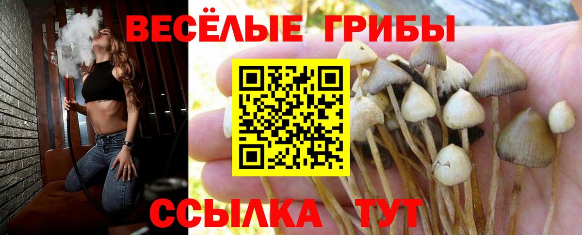 Псилоцибиновые грибы прущие грибы Истра